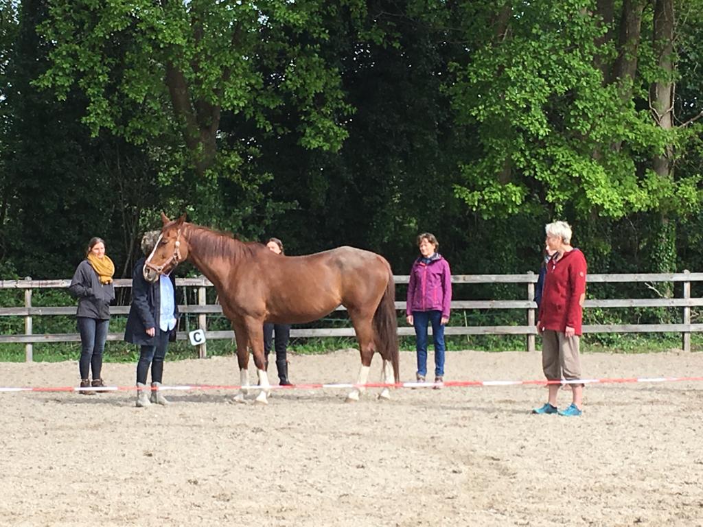 therapie met paarden en paardencoaching