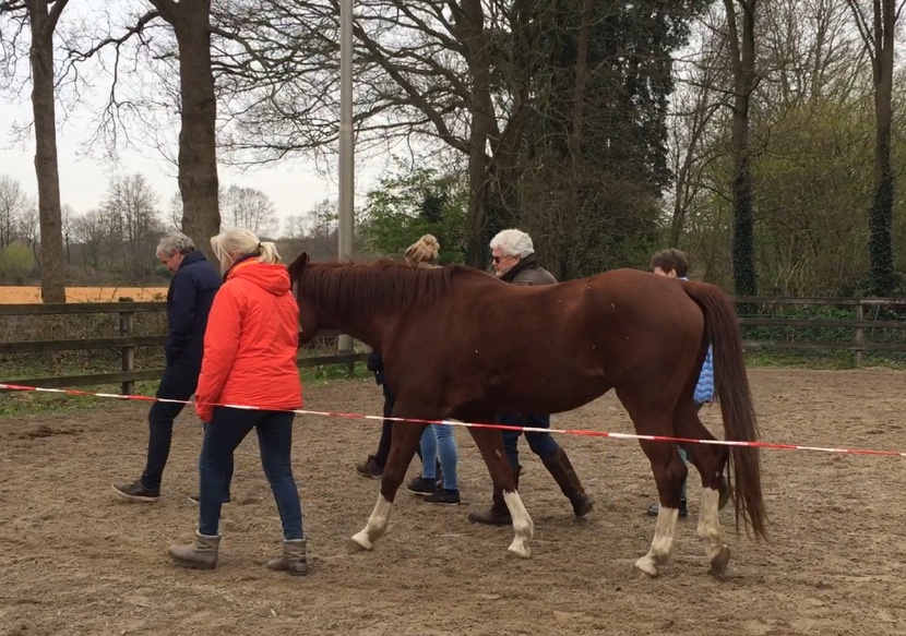 therapie met paarden en paardencoaching