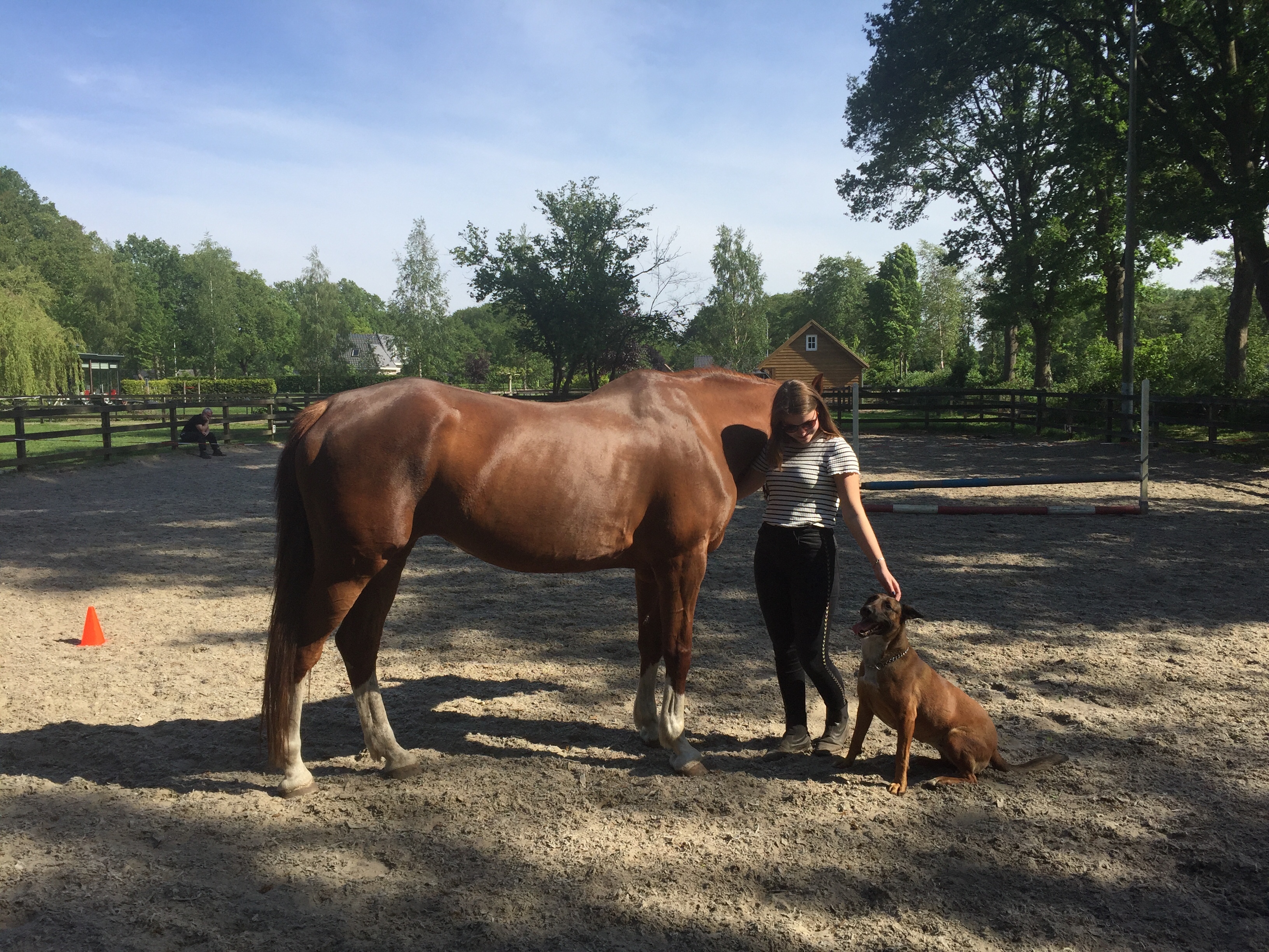 systemisch paardencoachen therapie met paarden en paardencoaching